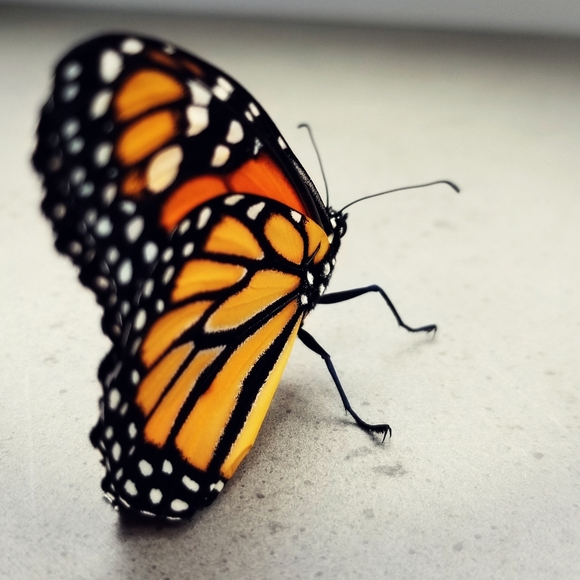 Meet your Posher, Sally - Picture 1 of 1